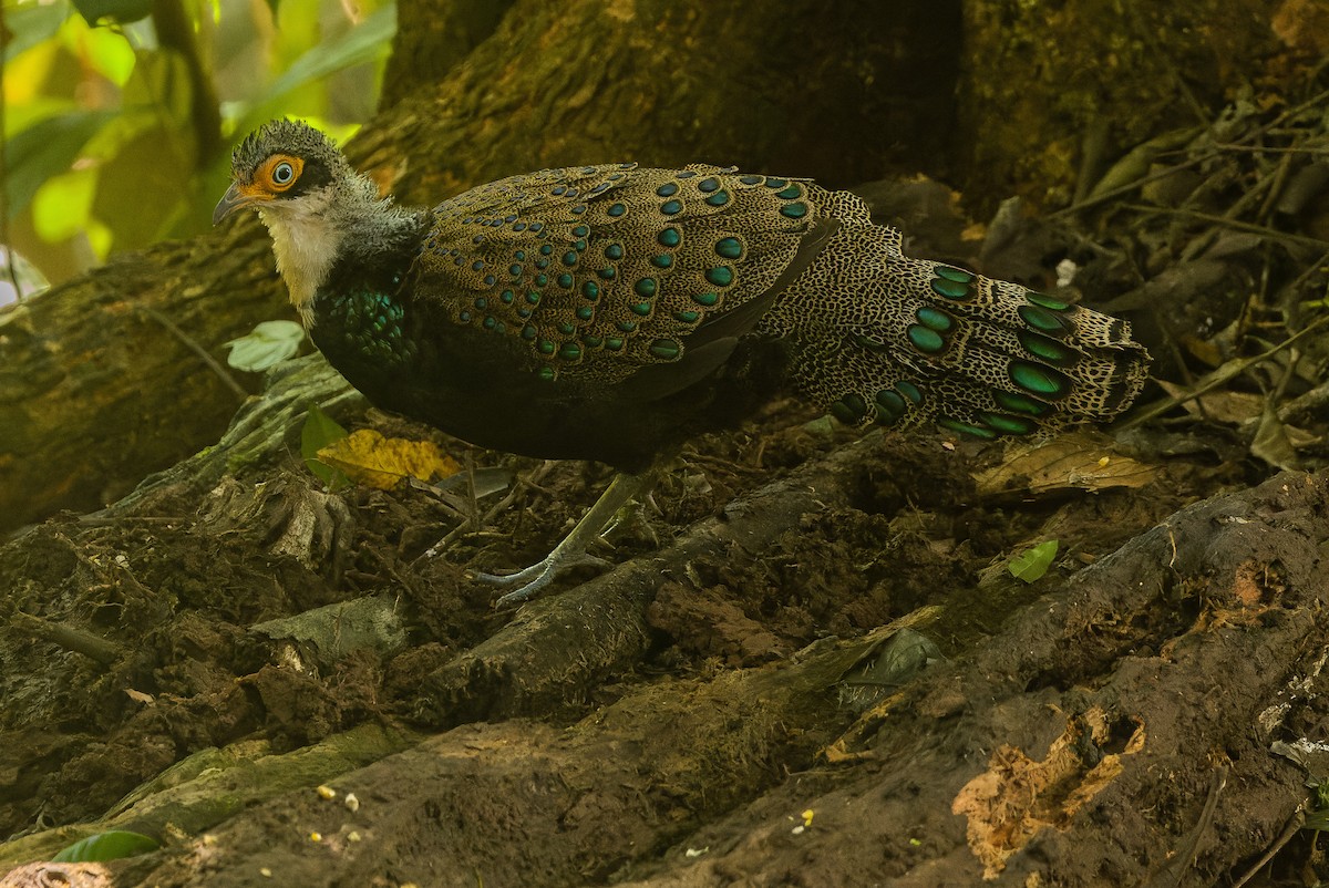 Bornean Peacock-Pheasant - ML612431725