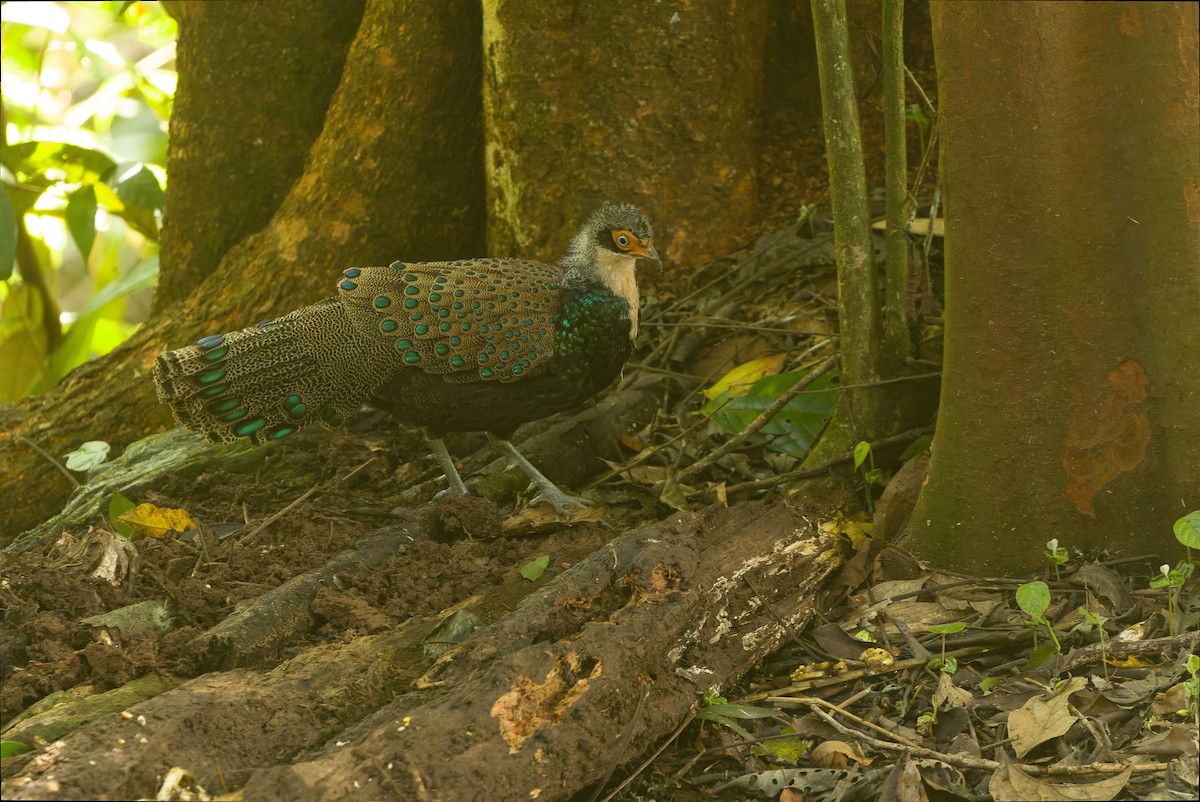 Bornean Peacock-Pheasant - ML612431726