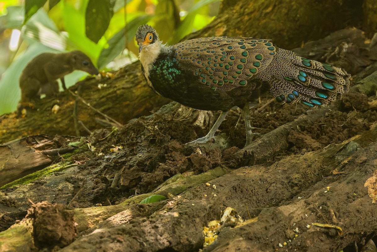 Bornean Peacock-Pheasant - ML612431727