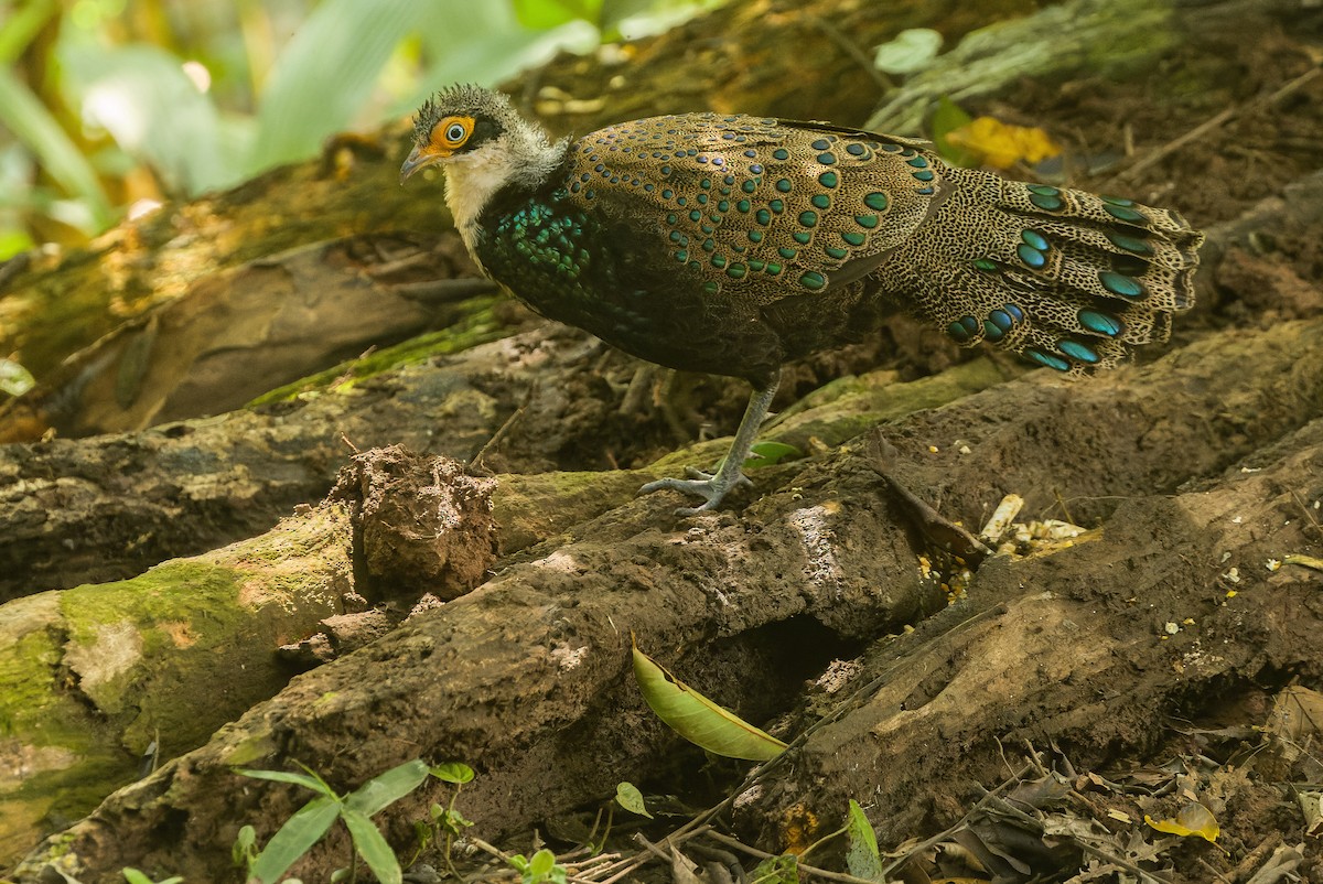 Bornean Peacock-Pheasant - ML612431730