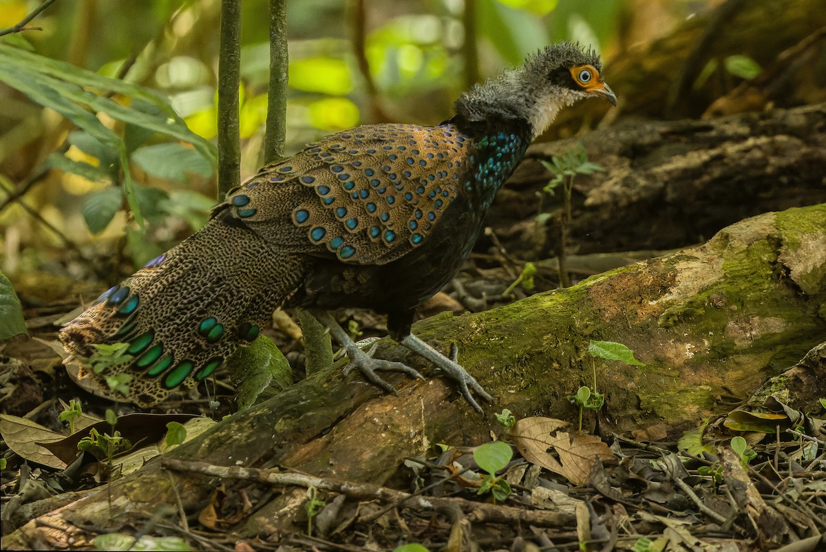 Bornean Peacock-Pheasant - ML612431731