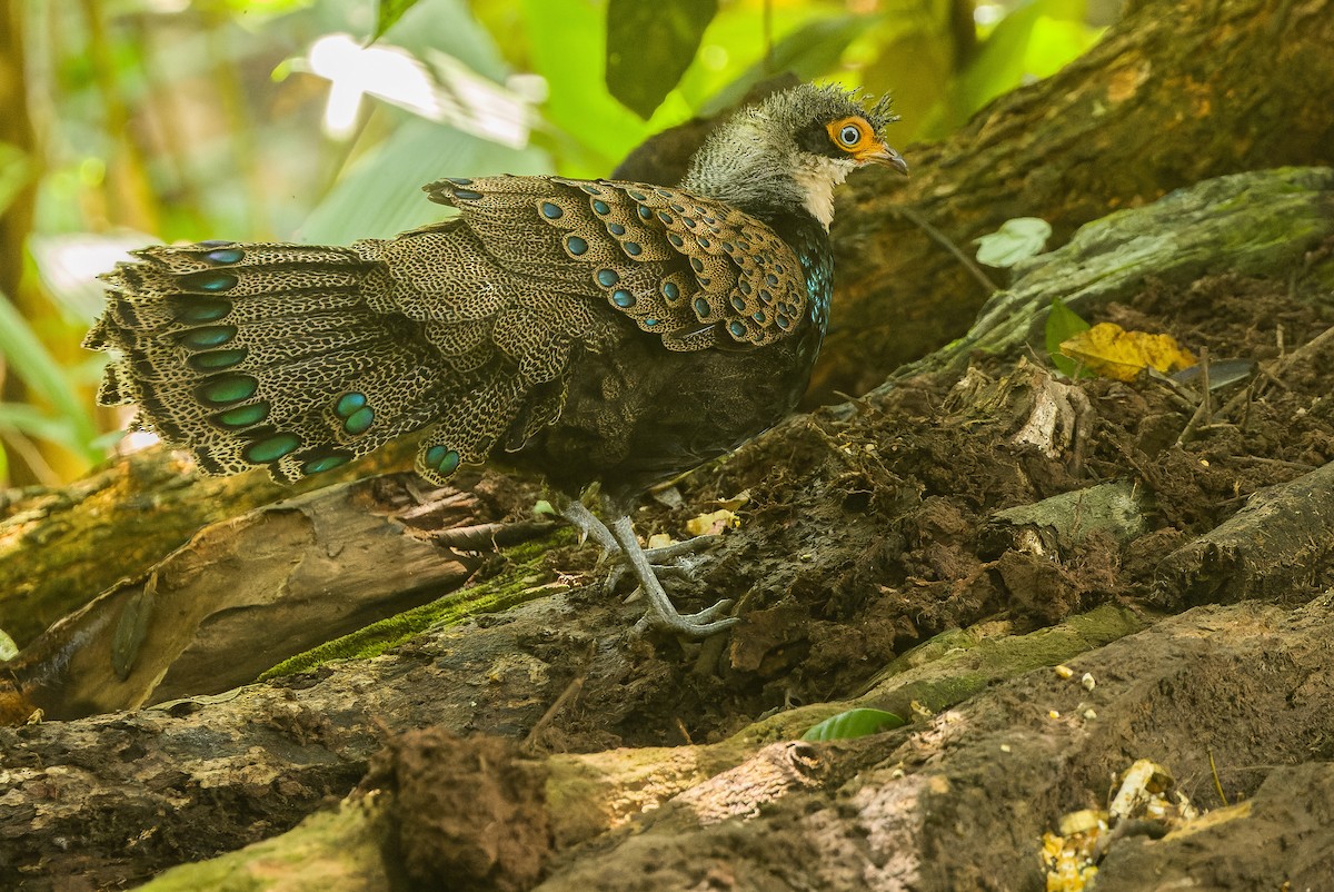 Bornean Peacock-Pheasant - ML612431735