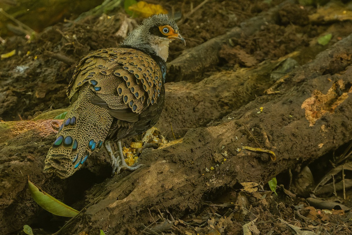 Bornean Peacock-Pheasant - ML612431736