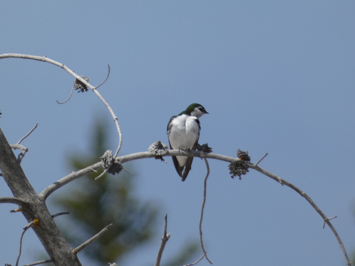 Violet-green Swallow - ML612431781