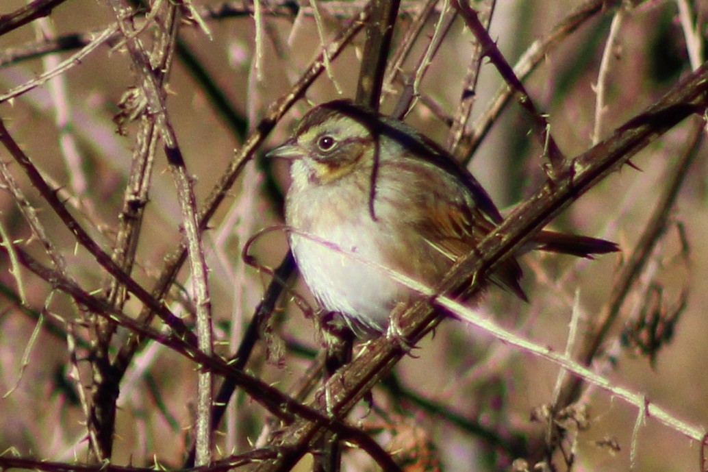 Swamp Sparrow - ML612431995