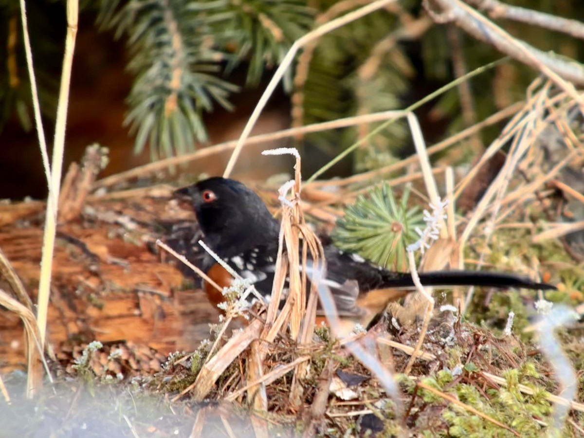 Spotted Towhee - ML612432872