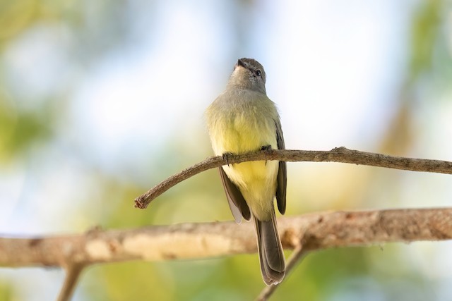 Yellow-crowned Tyrannulet