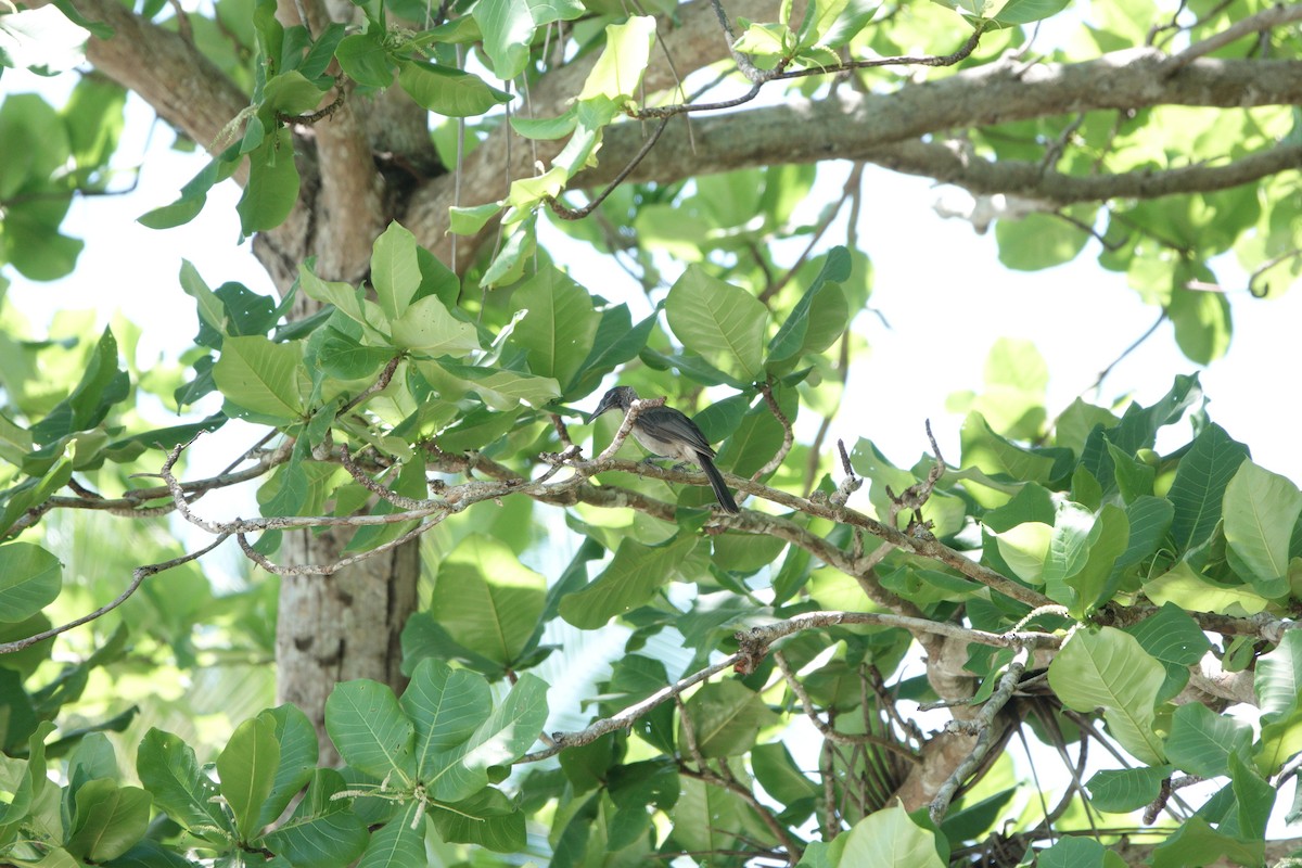 Helmeted Friarbird (New Guinea) - ML612433168