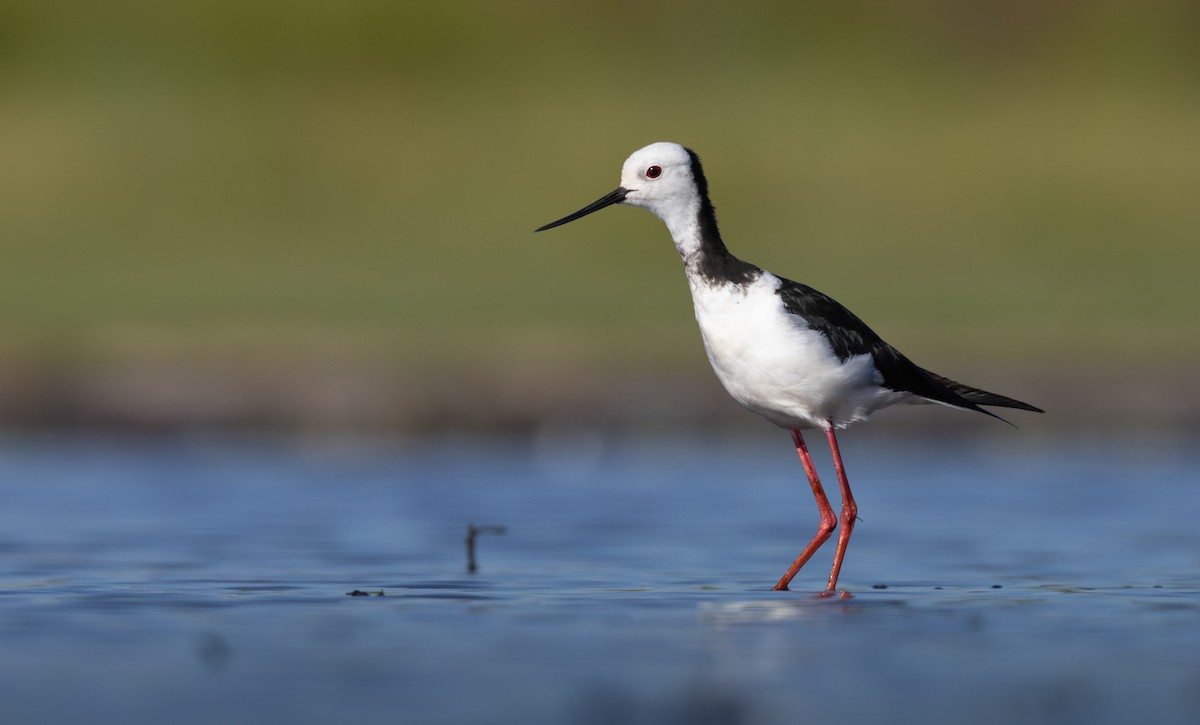 New Zealand Bird Atlas Checklist - 20 Dec 2023 - Meremere Flooded ...