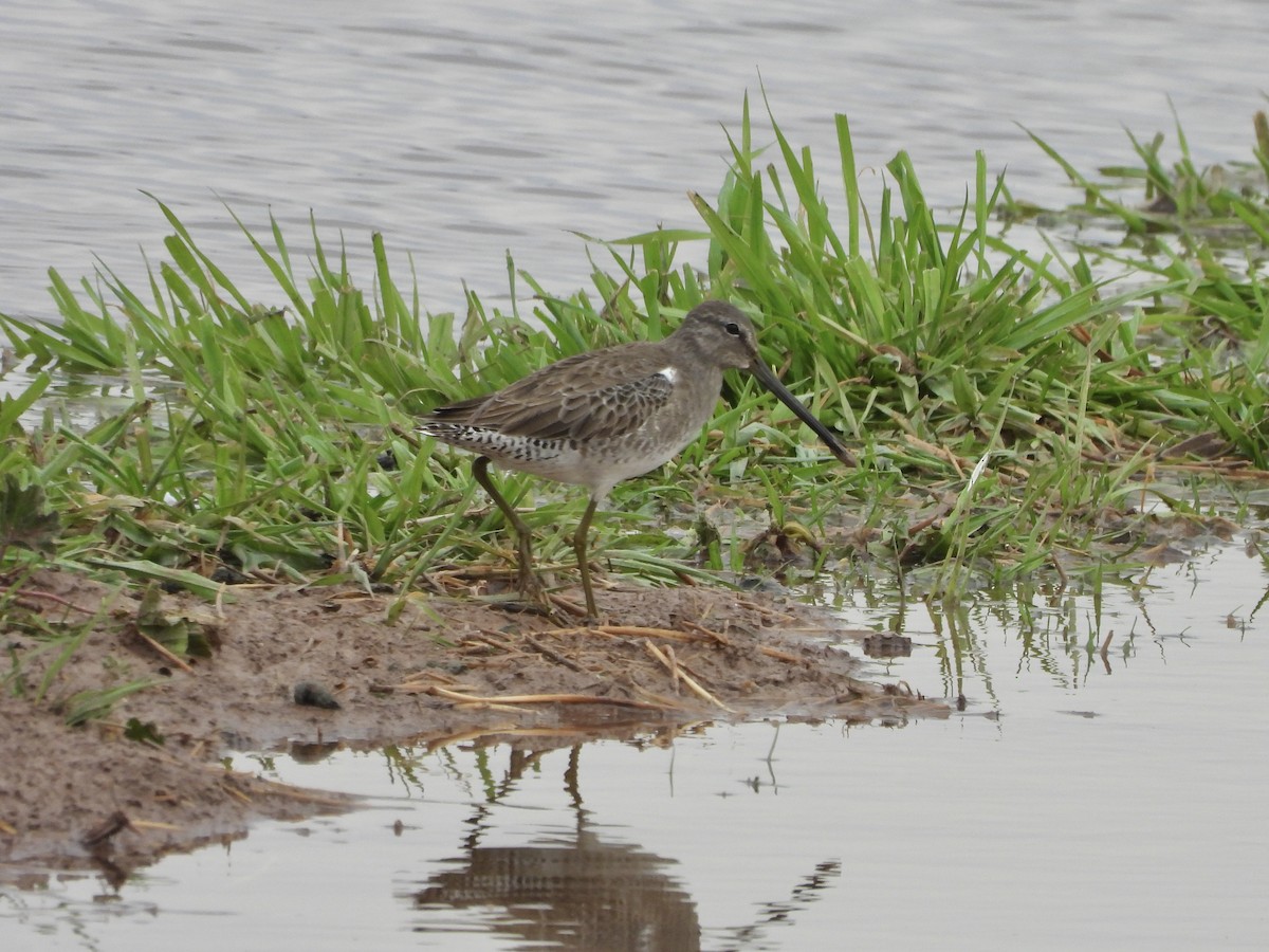 Long-billed Dowitcher - ML612433496