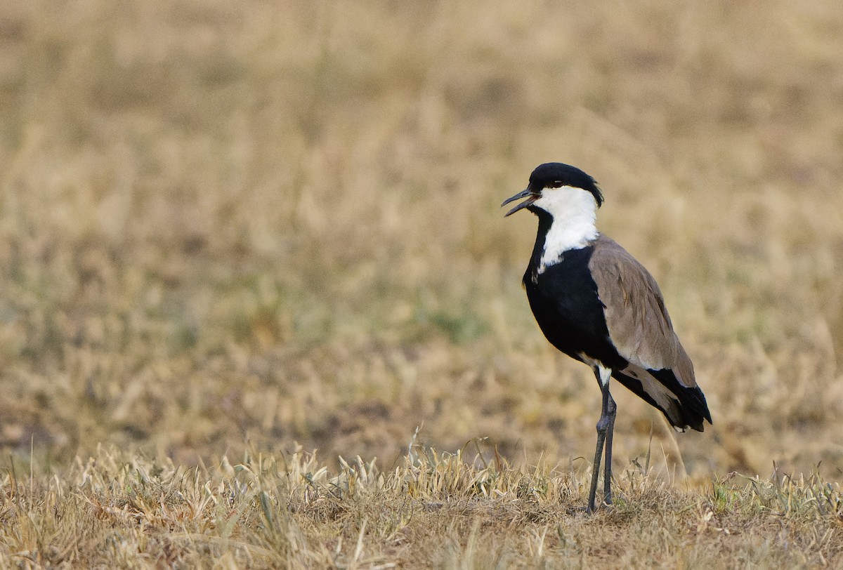 Spur-winged Lapwing - ML612433546