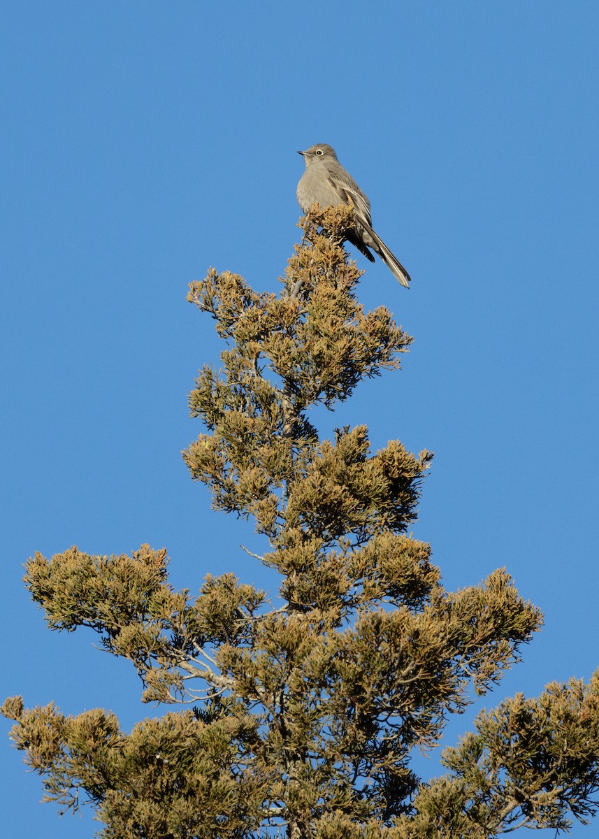 Townsend's Solitaire - ML612433771