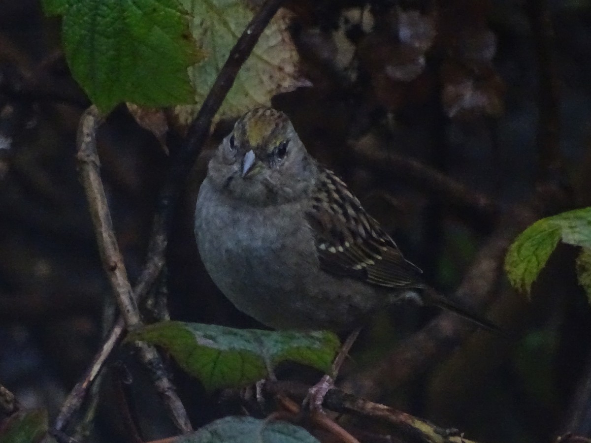 Golden-crowned Sparrow - ML612433821