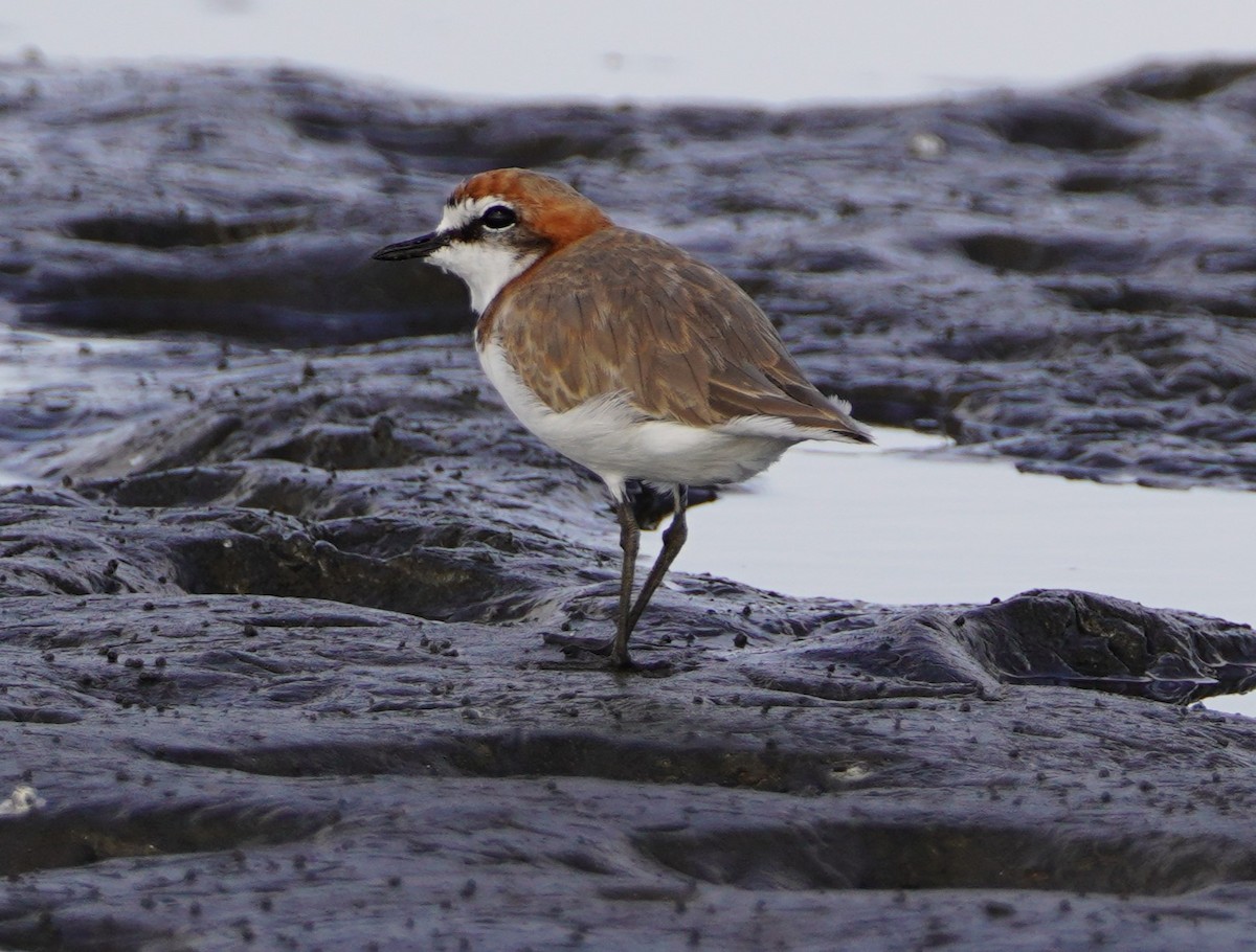 Red-capped Plover - ML612433880