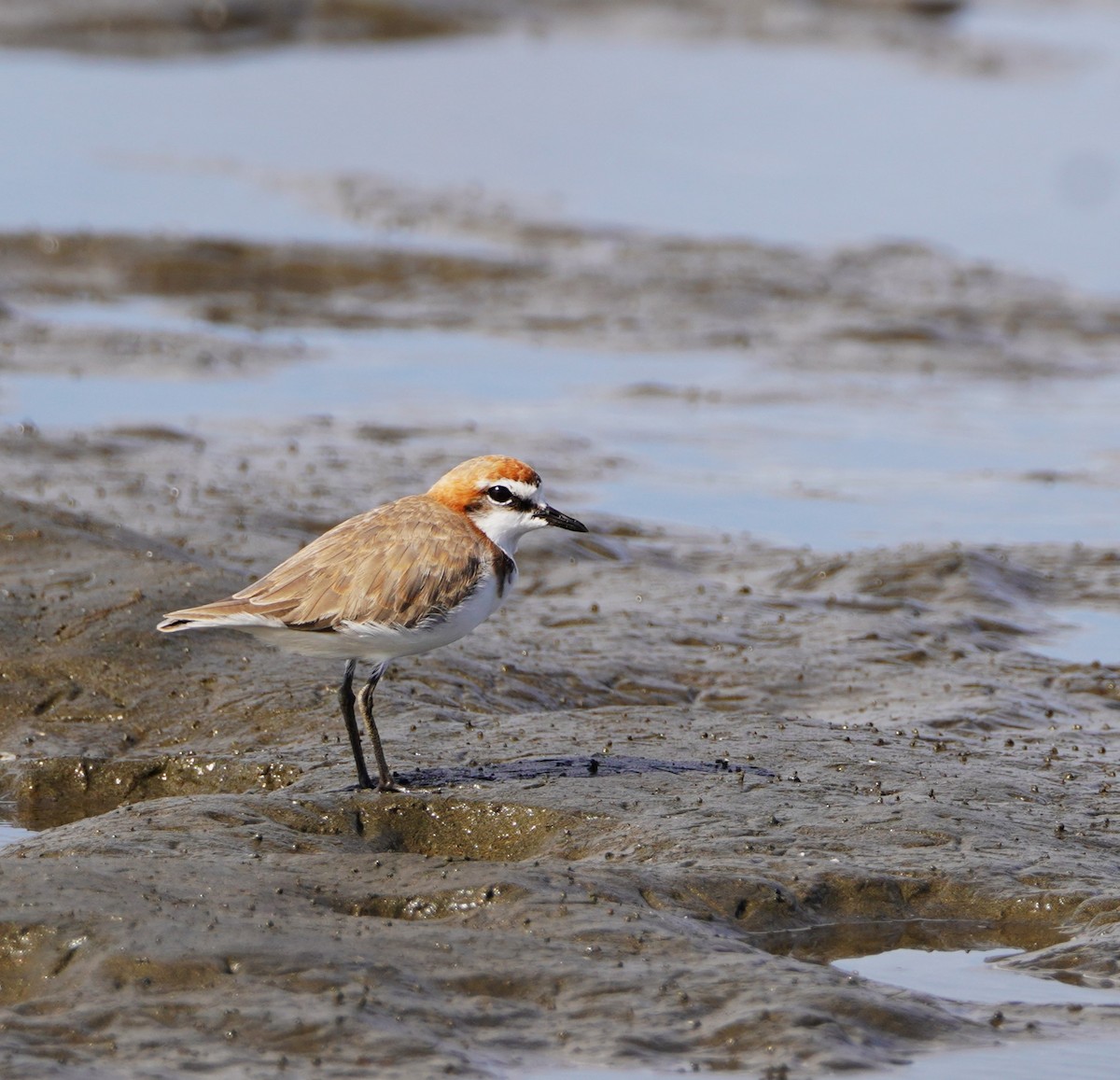Red-capped Plover - ML612433889