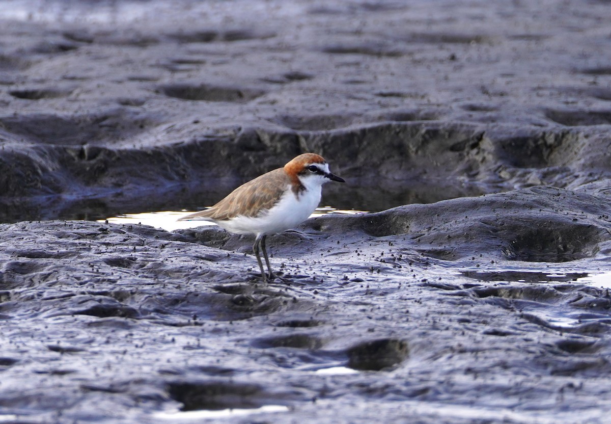 Red-capped Plover - ML612433902