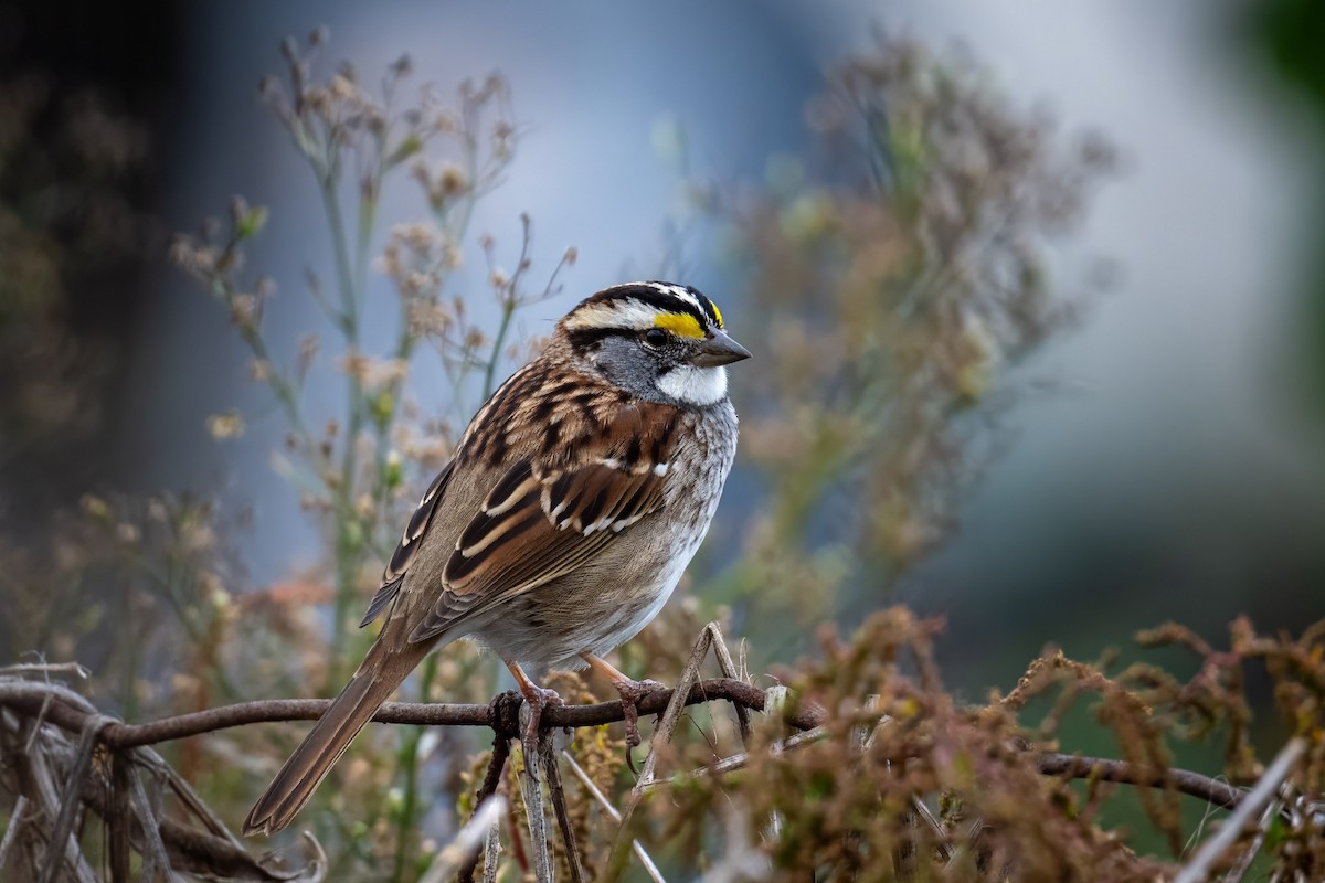 eBird Checklist - 19 Dec 2023 - Tijuana River Valley--Community Gardens ...