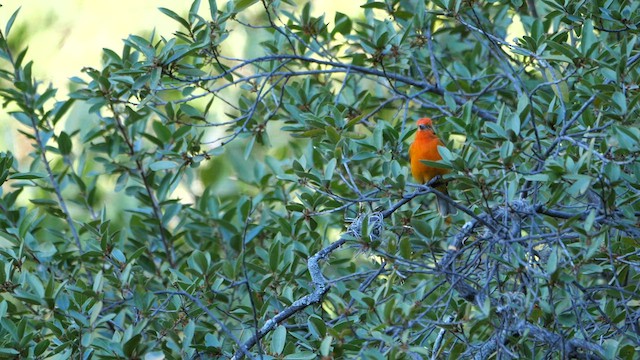 Flame-colored Tanager - ML612434224