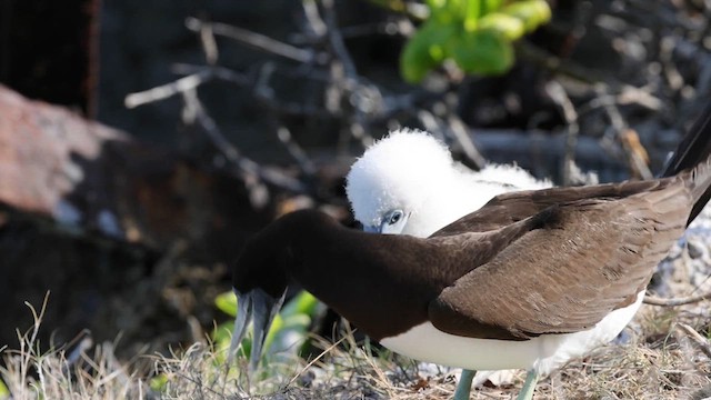 Brown Booby - ML612434328