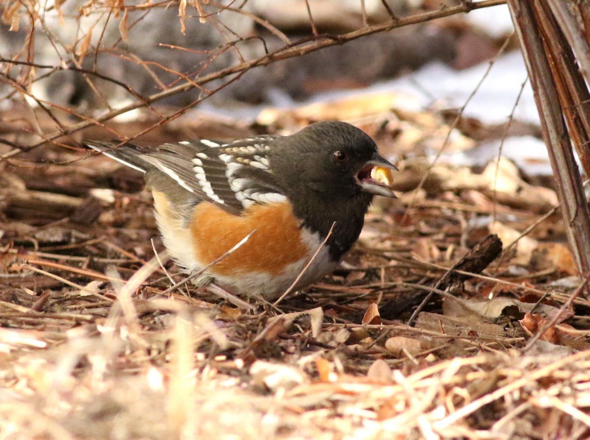 Spotted Towhee - ML612434726