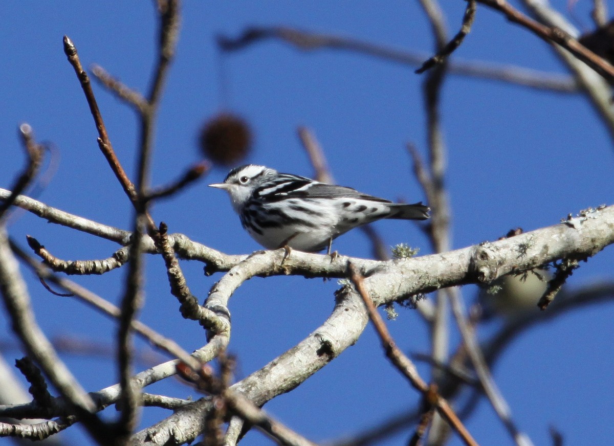 Black-and-white Warbler - ML612434929