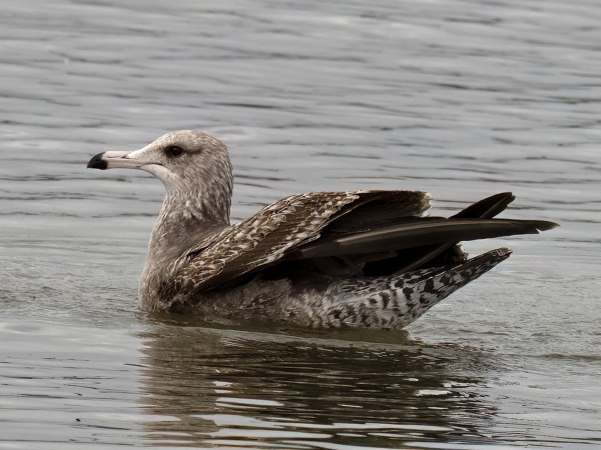 California Gull (albertaensis) - ML612435038