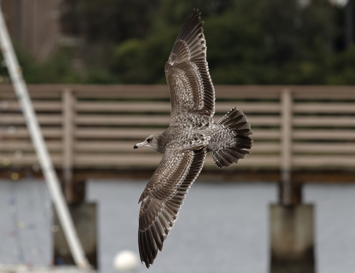 California Gull (albertaensis) - ML612435039