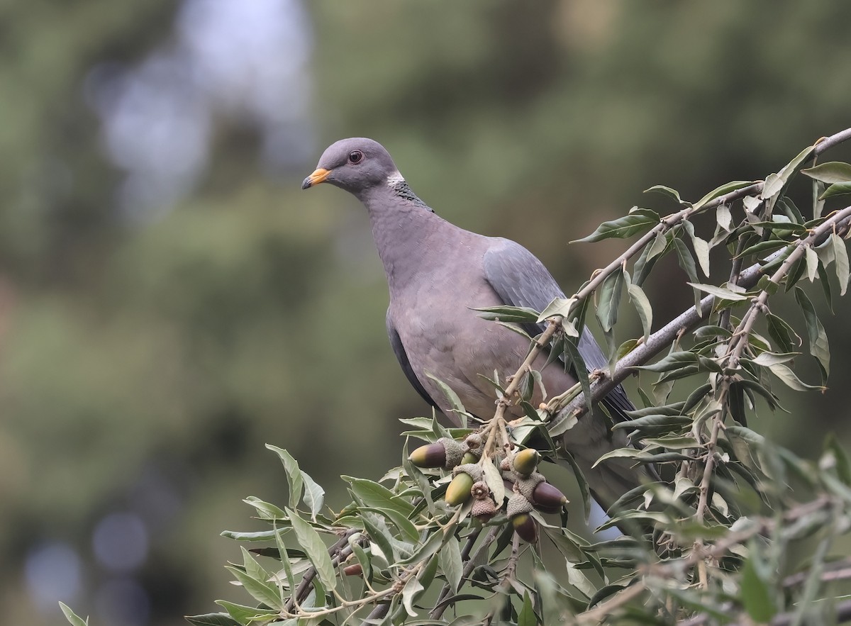 Band-tailed Pigeon - Matthew Grube