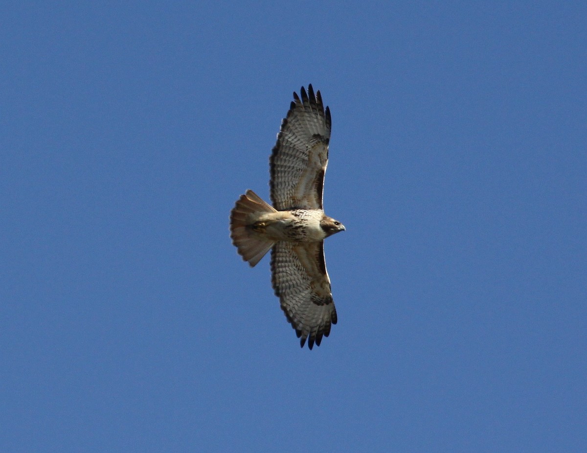 Red-tailed Hawk - ML612435181