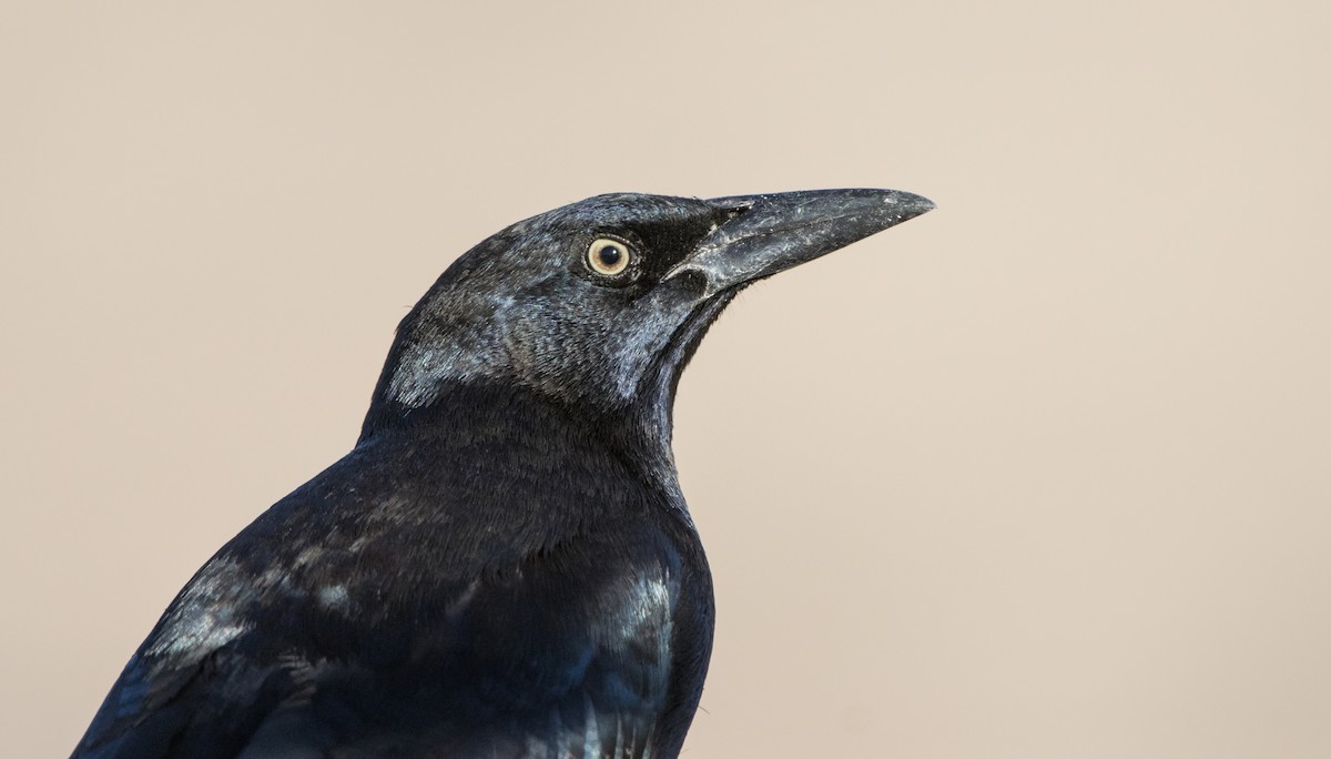 Great-tailed Grackle - ML612435456