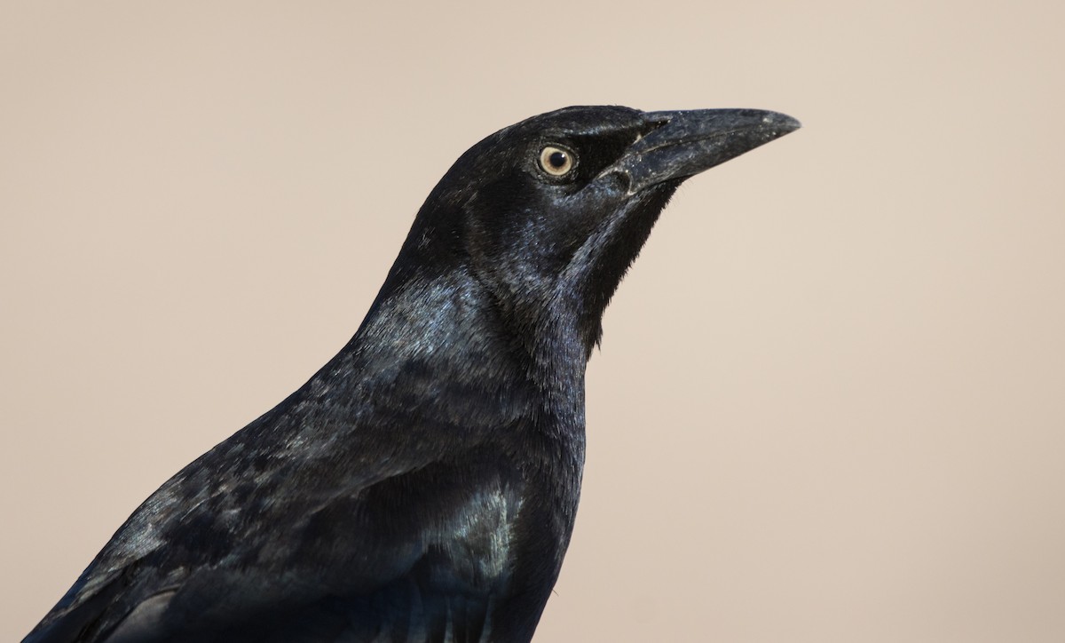 Great-tailed Grackle - ML612435457