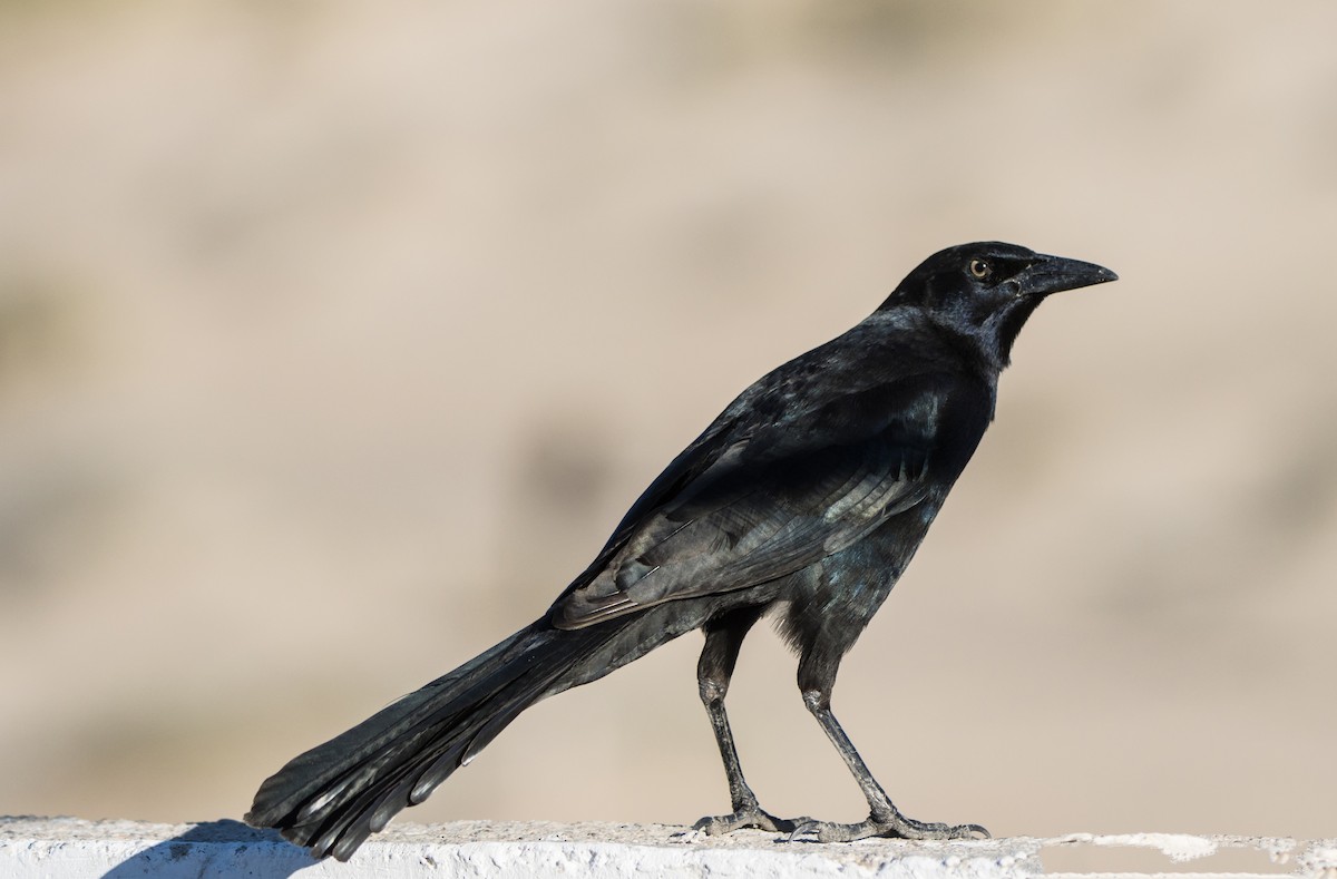 Great-tailed Grackle - ML612435460