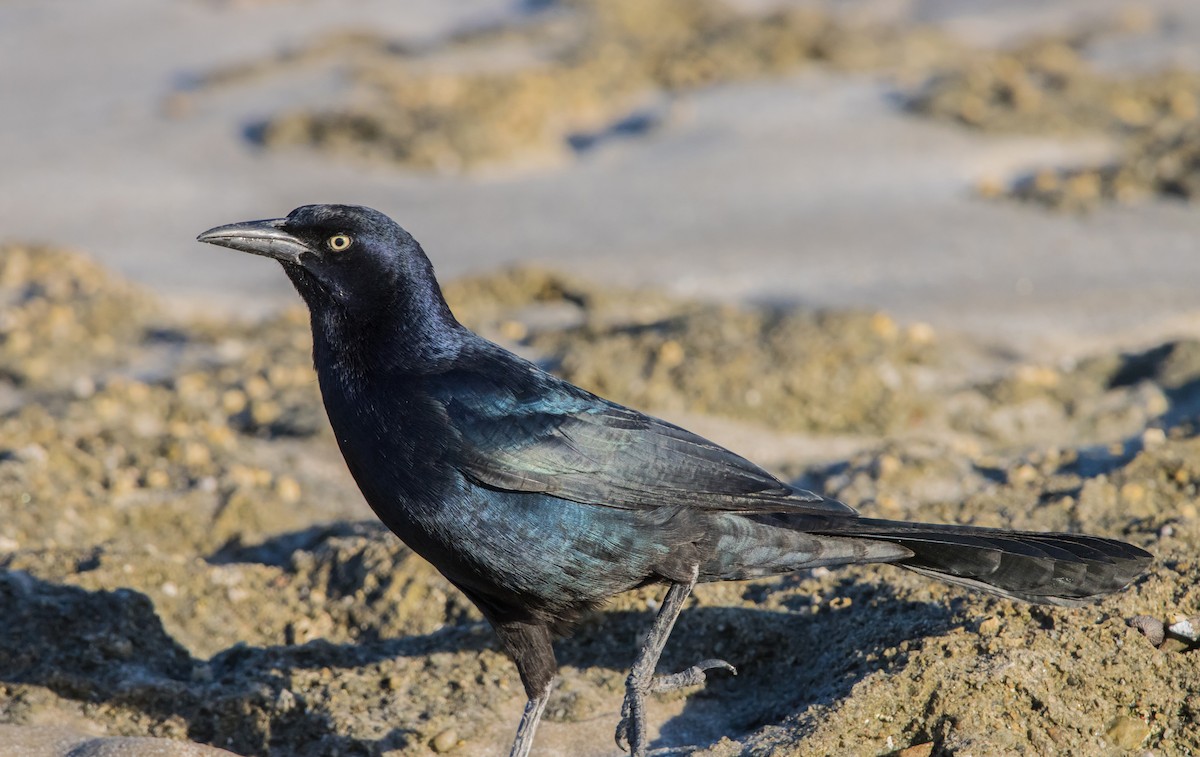 Great-tailed Grackle - ML612435461