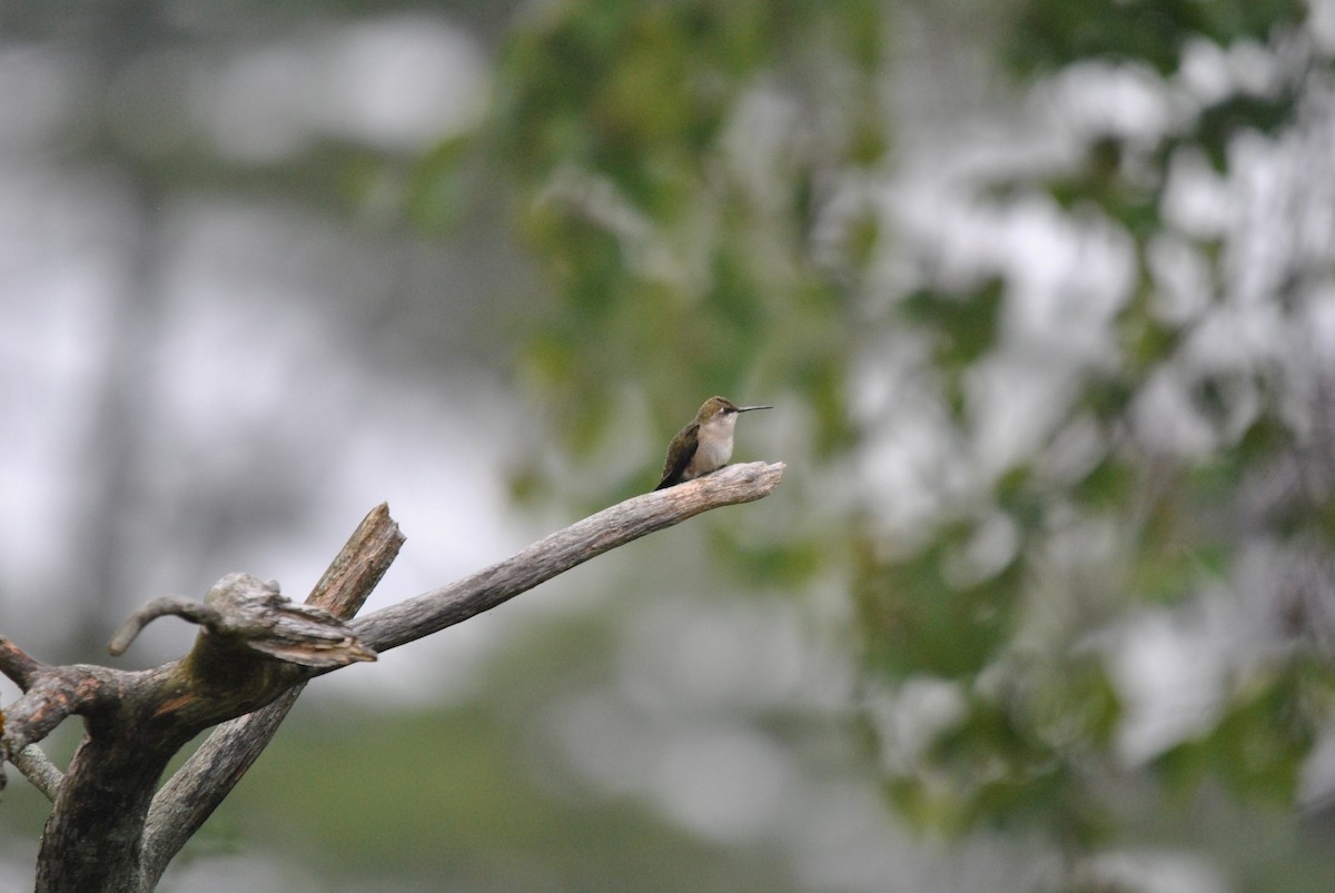 Ruby-throated Hummingbird - Andrew Kapinos