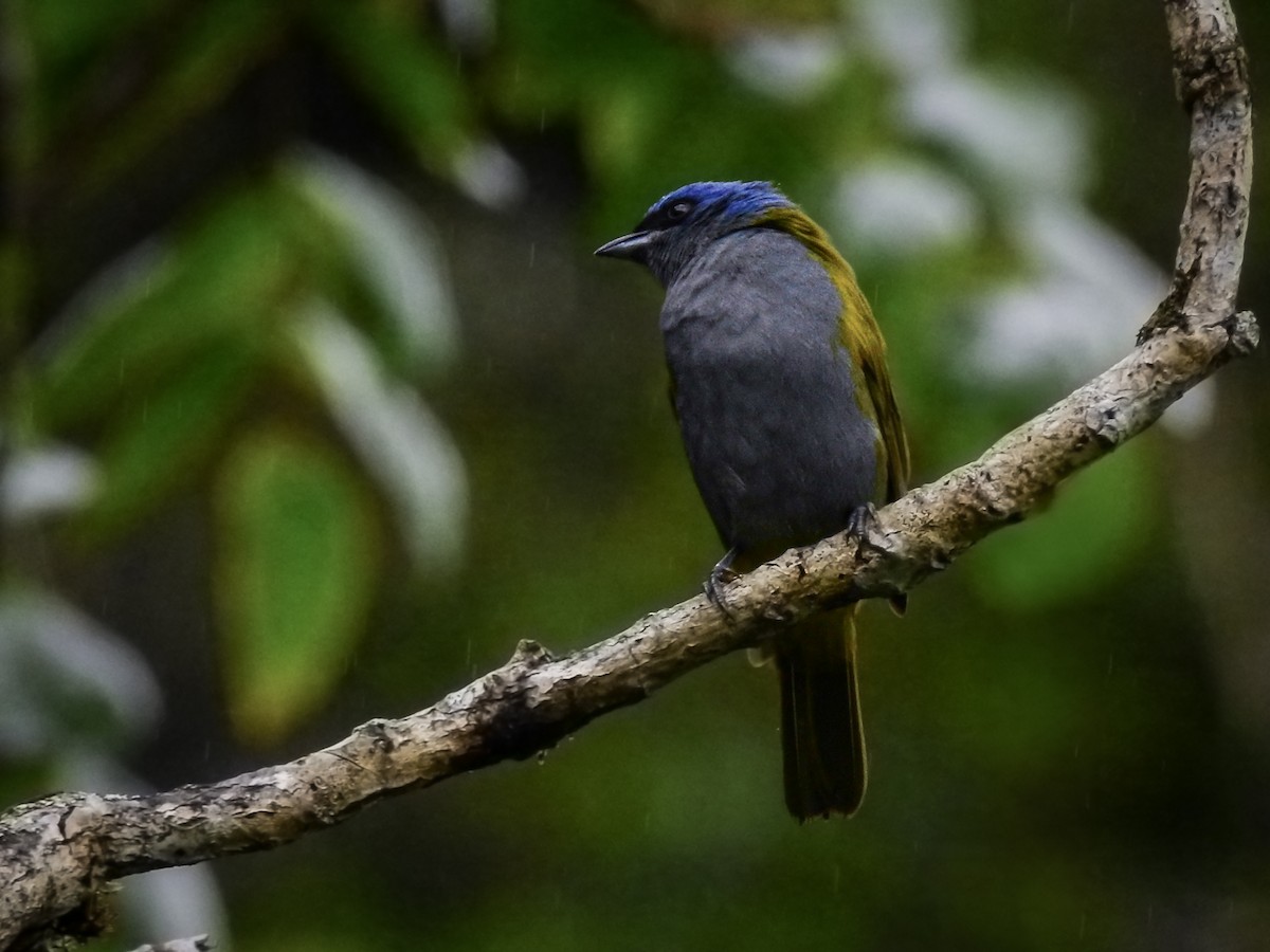 Blue-capped Tanager - ML612436142