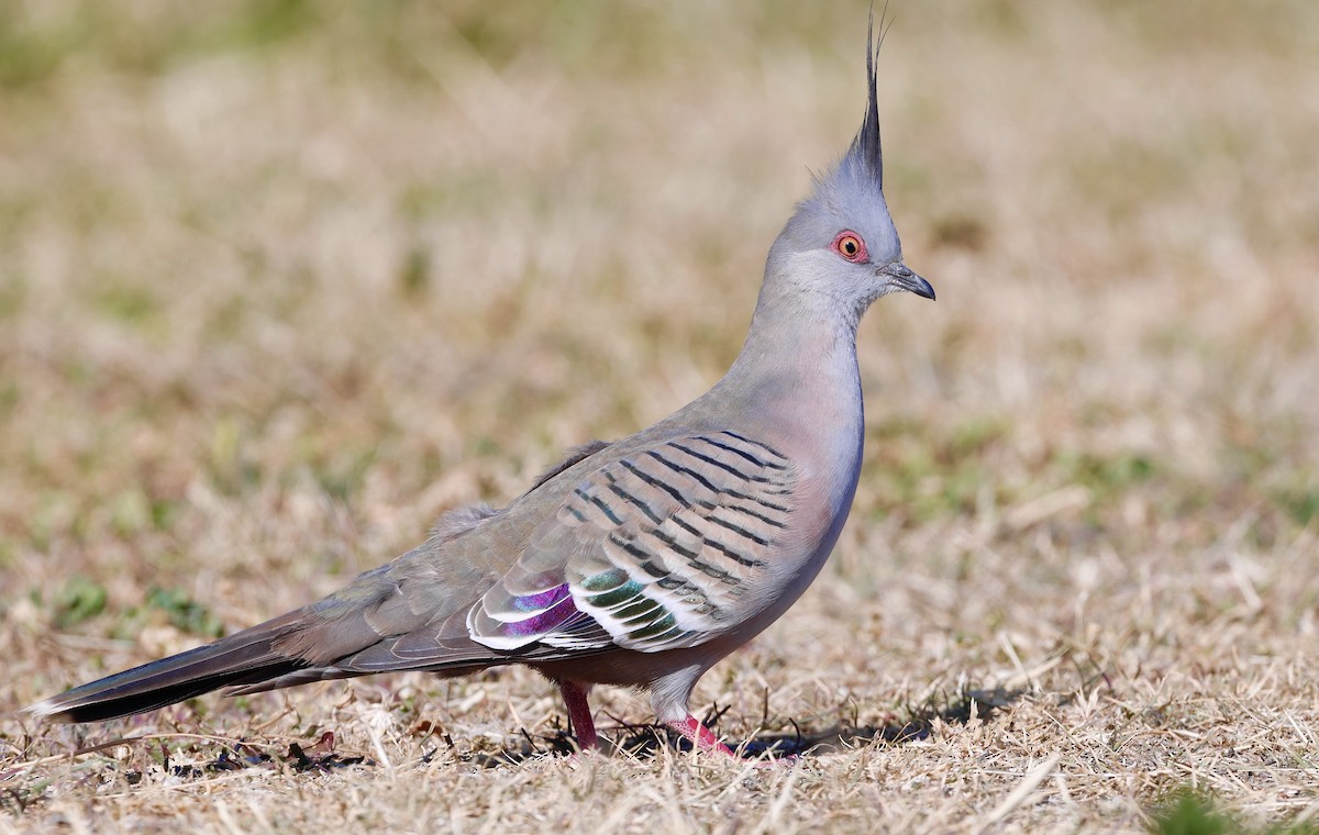 Crested Pigeon - ML612436248