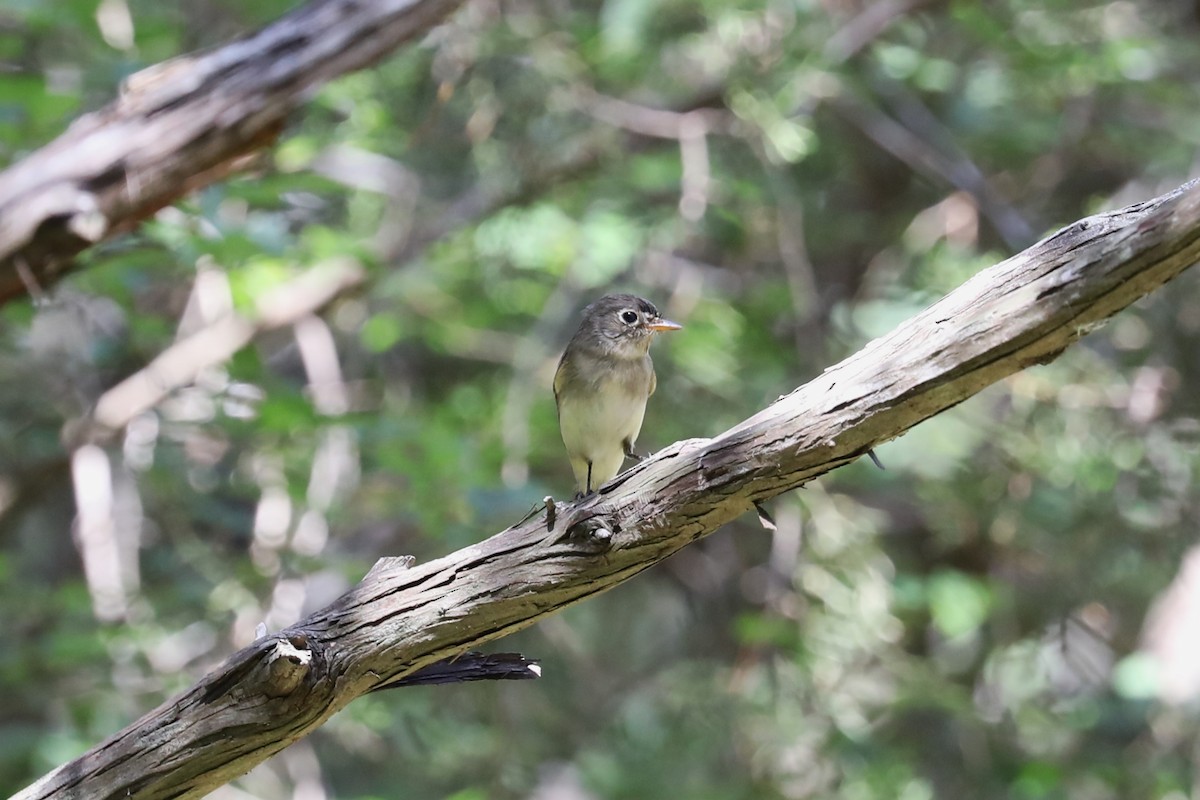 eBird Checklist 11 May 2022 Warbler Woods Bird Sanctuary 19 species
