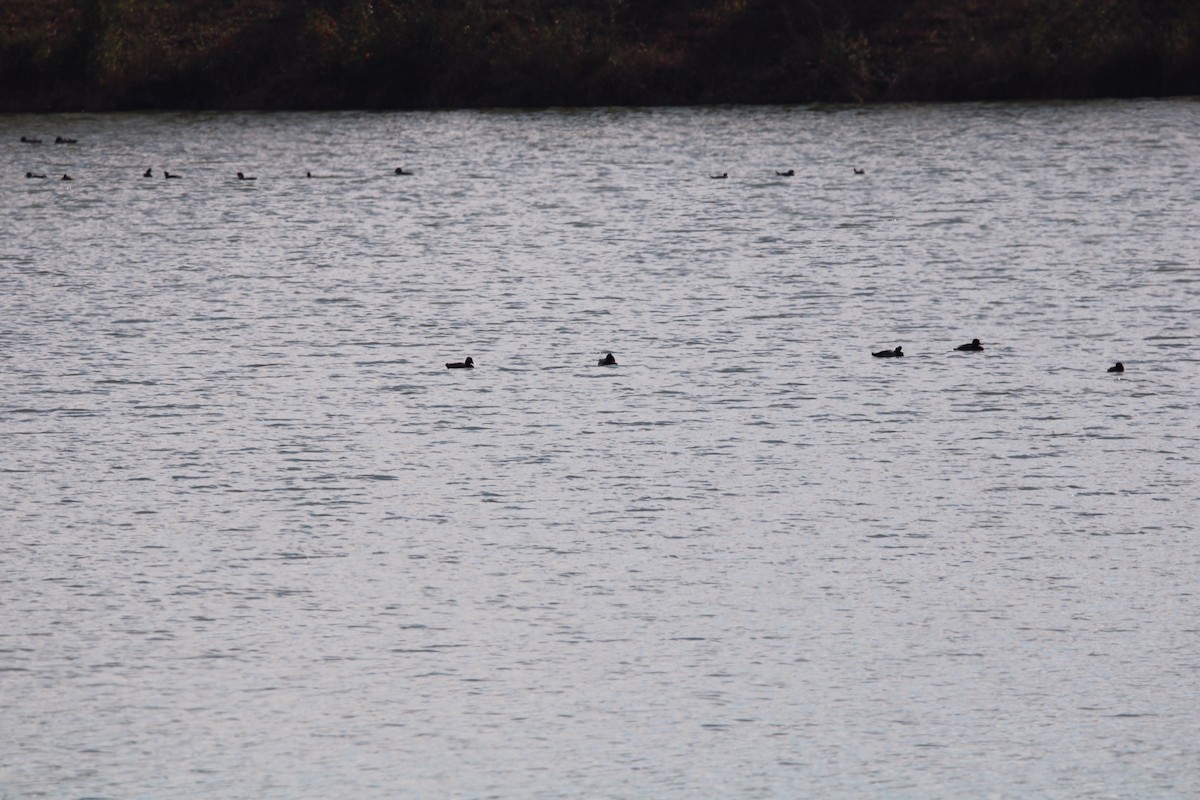 Greater/Lesser Scaup - ML612436514