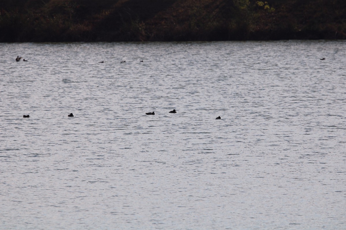 Greater/Lesser Scaup - ML612436515