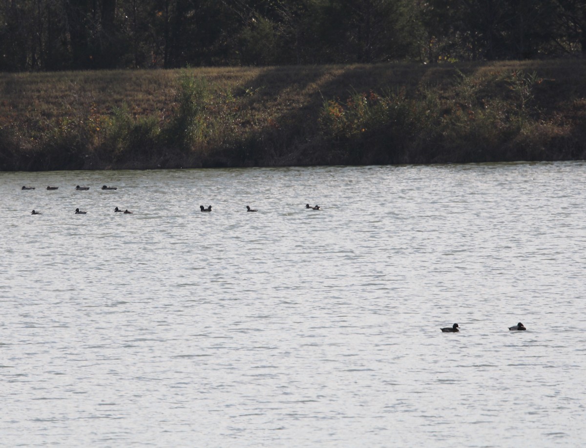 Greater/Lesser Scaup - ML612436516