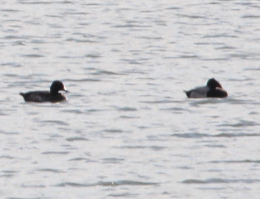 Greater/Lesser Scaup - ML612436554