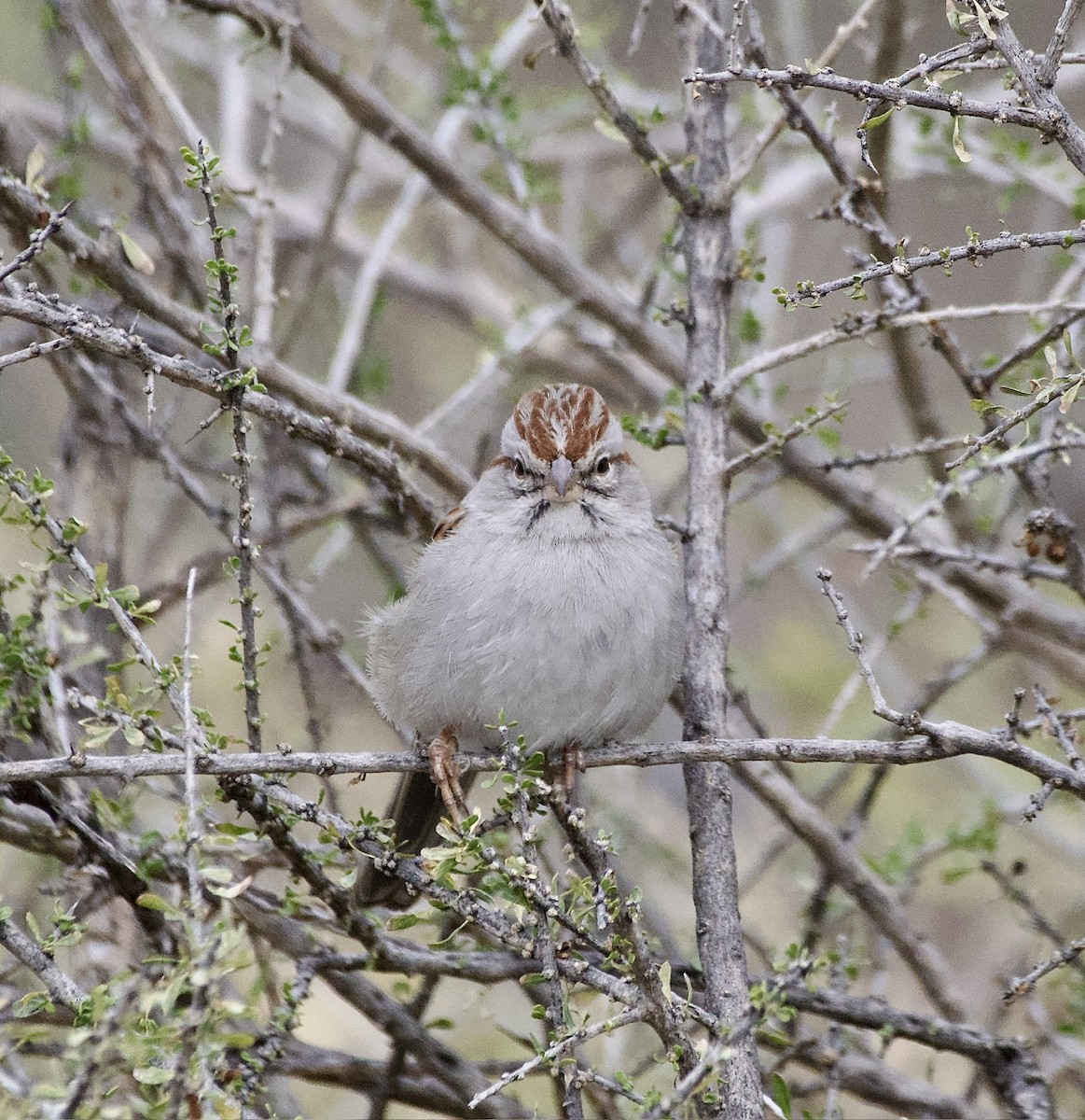 Rufous-winged Sparrow - Tim DeJonghe