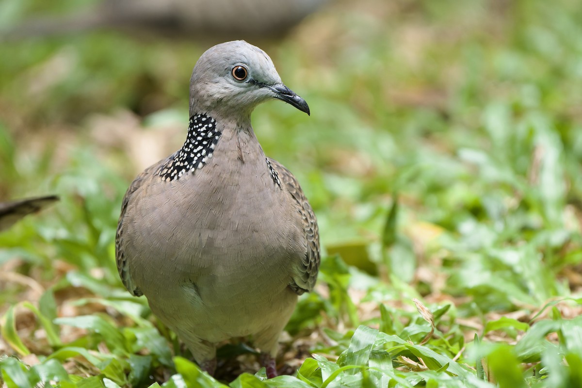 Spotted Dove (Eastern) - ML612436745