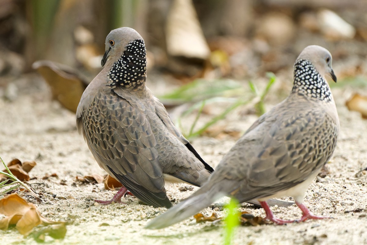 Spotted Dove (Eastern) - ML612436749