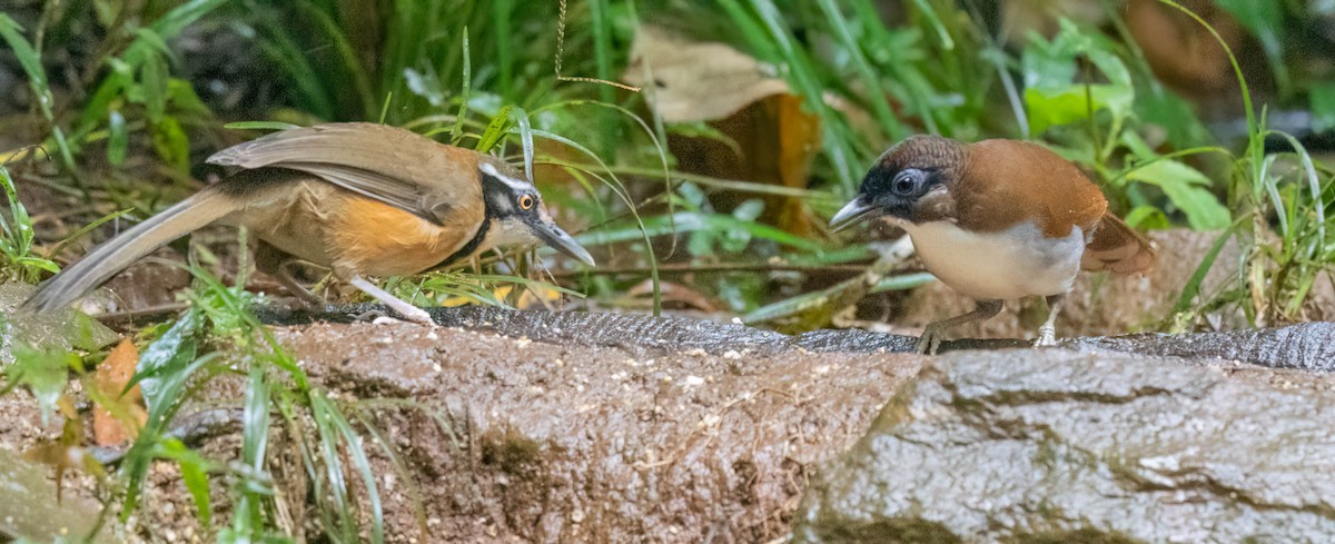 Lesser Necklaced Laughingthrush - ML612437369