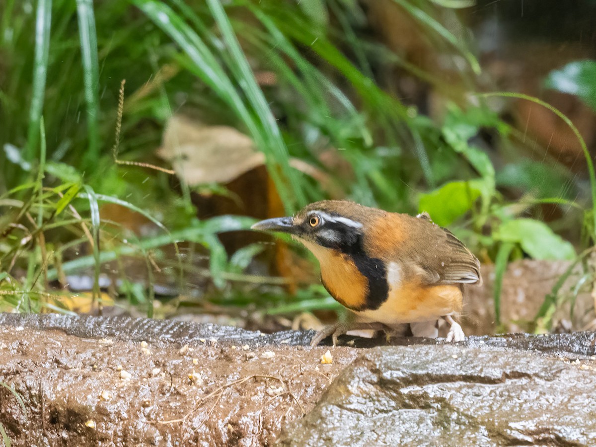 Lesser Necklaced Laughingthrush - ML612437402