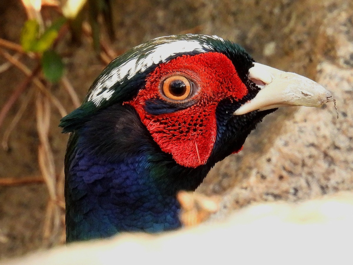 Ring-necked Pheasant - ML612437516