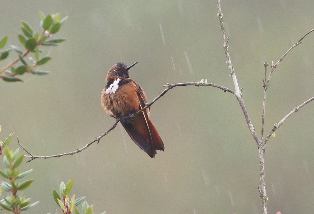 kolibřík zábludový - ML612437658