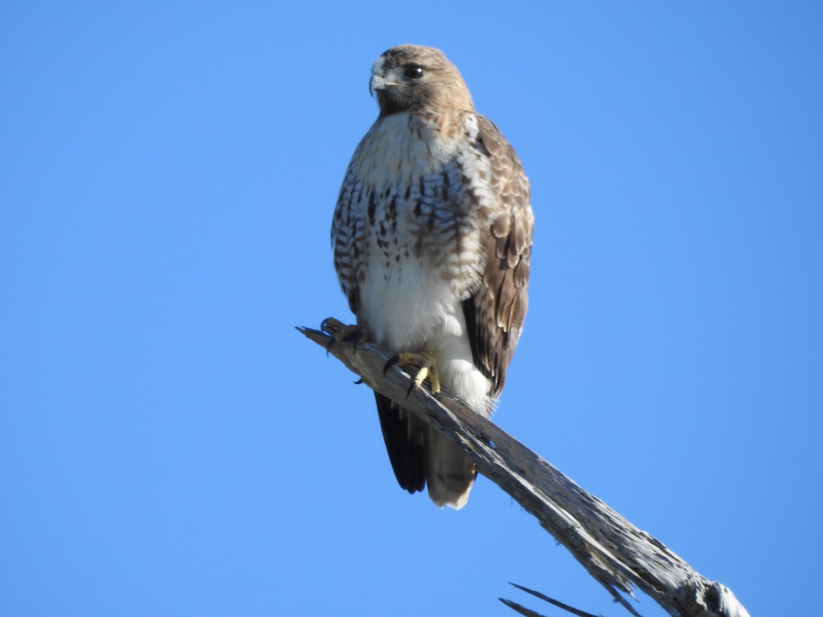 Red-tailed Hawk - ML612437703