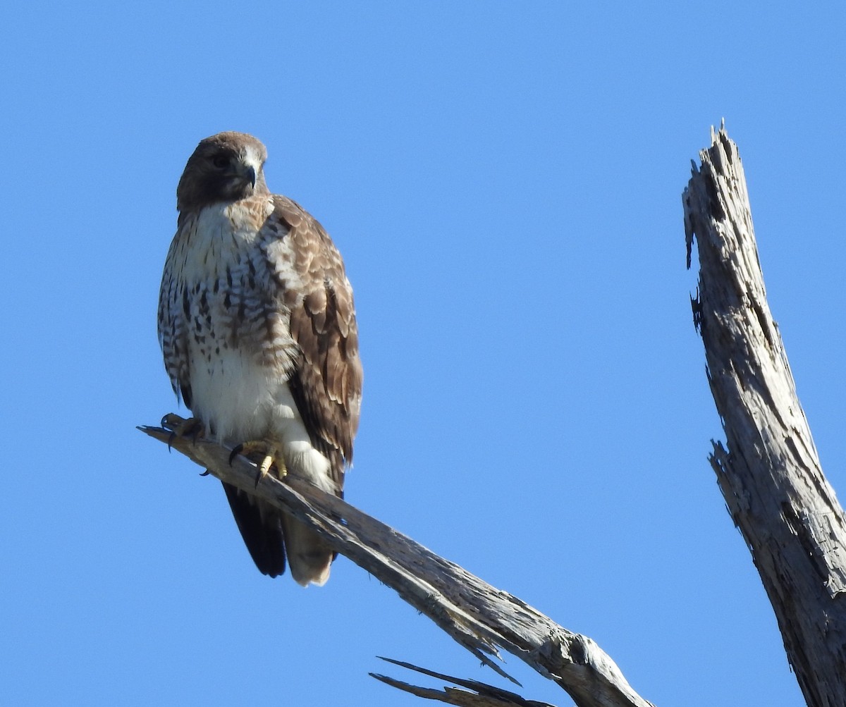 Red-tailed Hawk - ML612437719